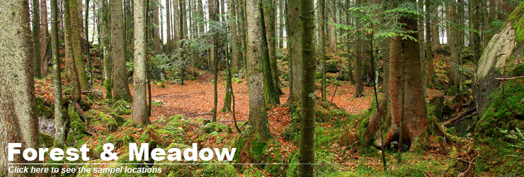 header_forest_meadows.jpg