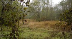 forest_meadows_013.jpg