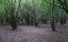 forest_meadows_030.jpg