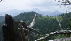 forest_meadows_032.jpg
