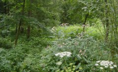 forest_meadows_035.jpg