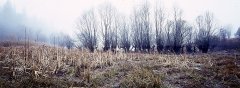 forest_meadows_041.jpg