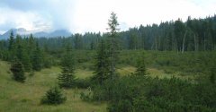 forest_meadows_049.jpg