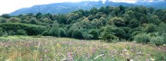 forest_meadows_062.jpg