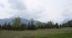 forest_meadows_085.jpg