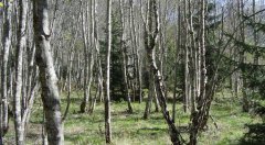 forest_meadows_090.jpg