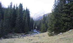 forest_meadows_095.jpg