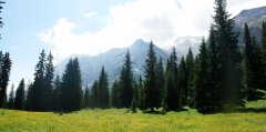 forest_meadows_121.jpg