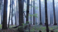 forest_meadows_126.jpg