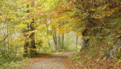 bridge_road_18.jpg